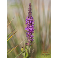 Salcerella (Lythrum salicaria)