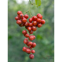 Salsapariglia comune (Smilax aspera)