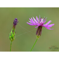Crupina mediterranea (Crupina crupinastrum)