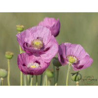 Papavero da oppio (Papaver somniferum)