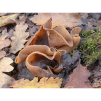 Orecchio di rospo (Otidea bufonia)