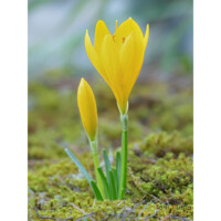 Zafferanastro siciliano (Sternbergia sicula)