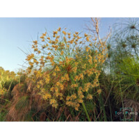 Papiro (Cyperus papyrus)