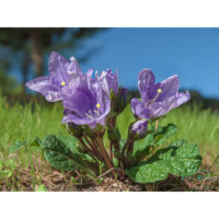Mandragora autunnale (Mandragora autumnalis)