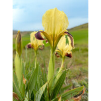 Giaggiolo siciliano (Iris pseudopumila)