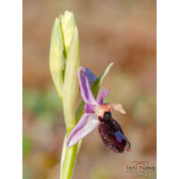 Ophrys bertolonii ssp. explanata