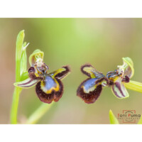 Ofride specchio (Ophrys speculum)