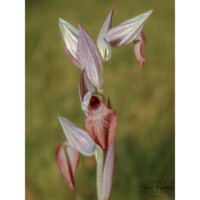 Serapide siciliana (Serapias orientalis siciliensis)