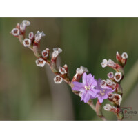 Statice virgato (Limonium virgatum)