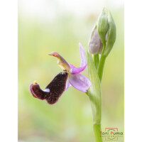 Ofride di Bertoloni (Ophrys bertolonii)