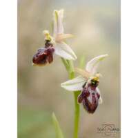 Ofride esaltata (Ophrys exaltata exaltata)