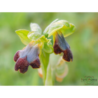 Ofride di Gack (Ophrys gackie)