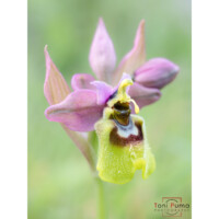 Ofride fior di vespa (Ophrys tenthredinifera)