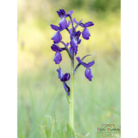 Orchidea cornuta (Anacamptis longicornu)