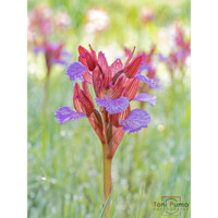 Orchidea farfalla (Anacamptis papiliionacea)