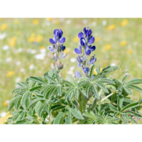 Lupino a foglie strette (Lupinus angustifolius)