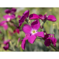 Violaciocca rossa (Matthiola incana)