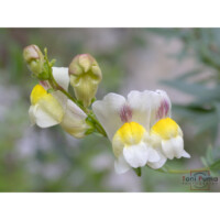 Bocca di leone siciliana (Antirrhinum siculum)