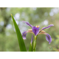 Giaggiolo fetido (Chamaeiris foetidissima)