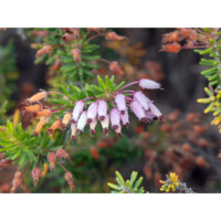 Erica degli Iblei) Erica multiflora hyblaea