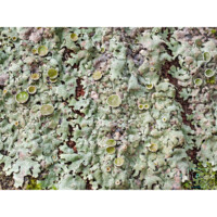 Lichene delle querce (Parmelina quercinea)