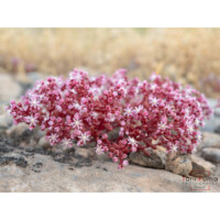 Borracina arrossata (Sedum rubens)