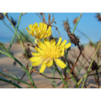 Launea fragile (Launaea fragilis)