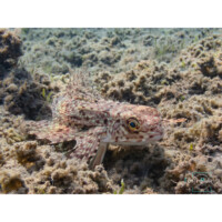 Pesce civetta (Dactylopterus volitans)