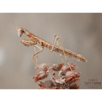 Mantide terricola (Geomantis larvoides)